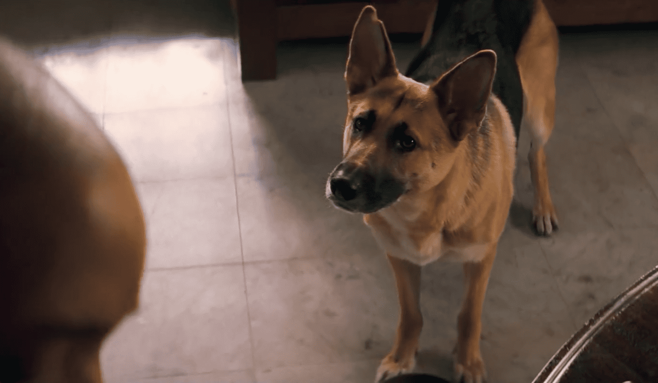 Ich bin Legende: Wahrheit oder Fiktion? — Stimmt es, dass der Hund von Robert Neville Bars hieß?