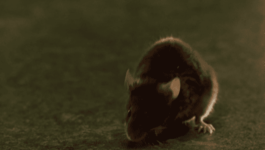 Milagros inesperados — ¿Cómo se llama el ratón domesticado por uno de los reclusos en el bloque?