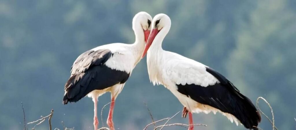 Тварини-символи країн